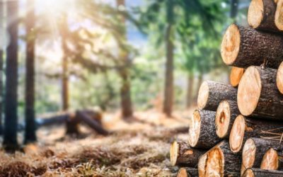 Pénurie de bois dans l&rsquo;ameublement