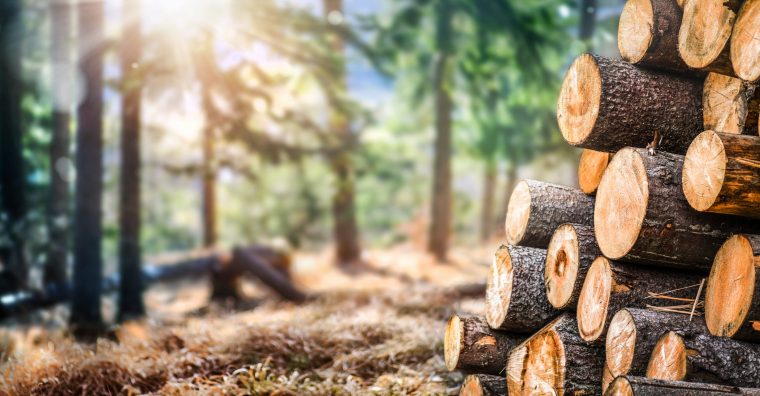 arbre-rondin-forêt-artisan-ébéniste